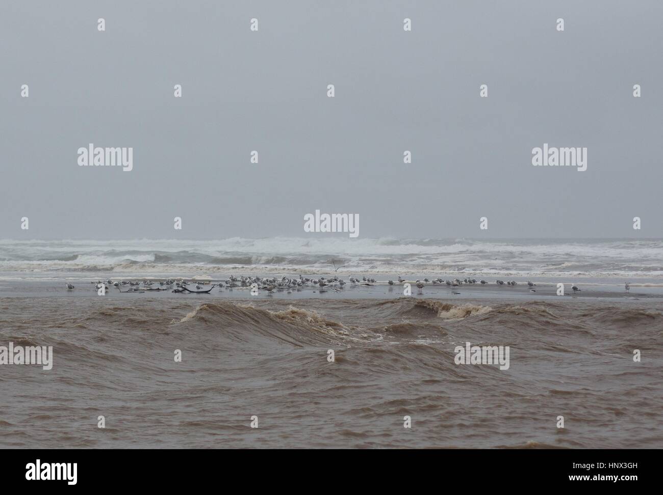 Une rangée de mouettes sur le sable entre Salmon Creek et l'océan Pacifique, après une tempête. Banque D'Images