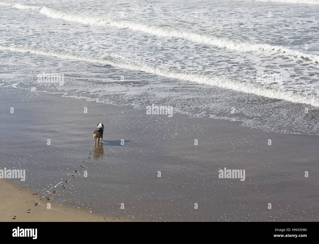 Un chien à marcher vers les vagues de l'océan dans le nord de la Californie. Banque D'Images