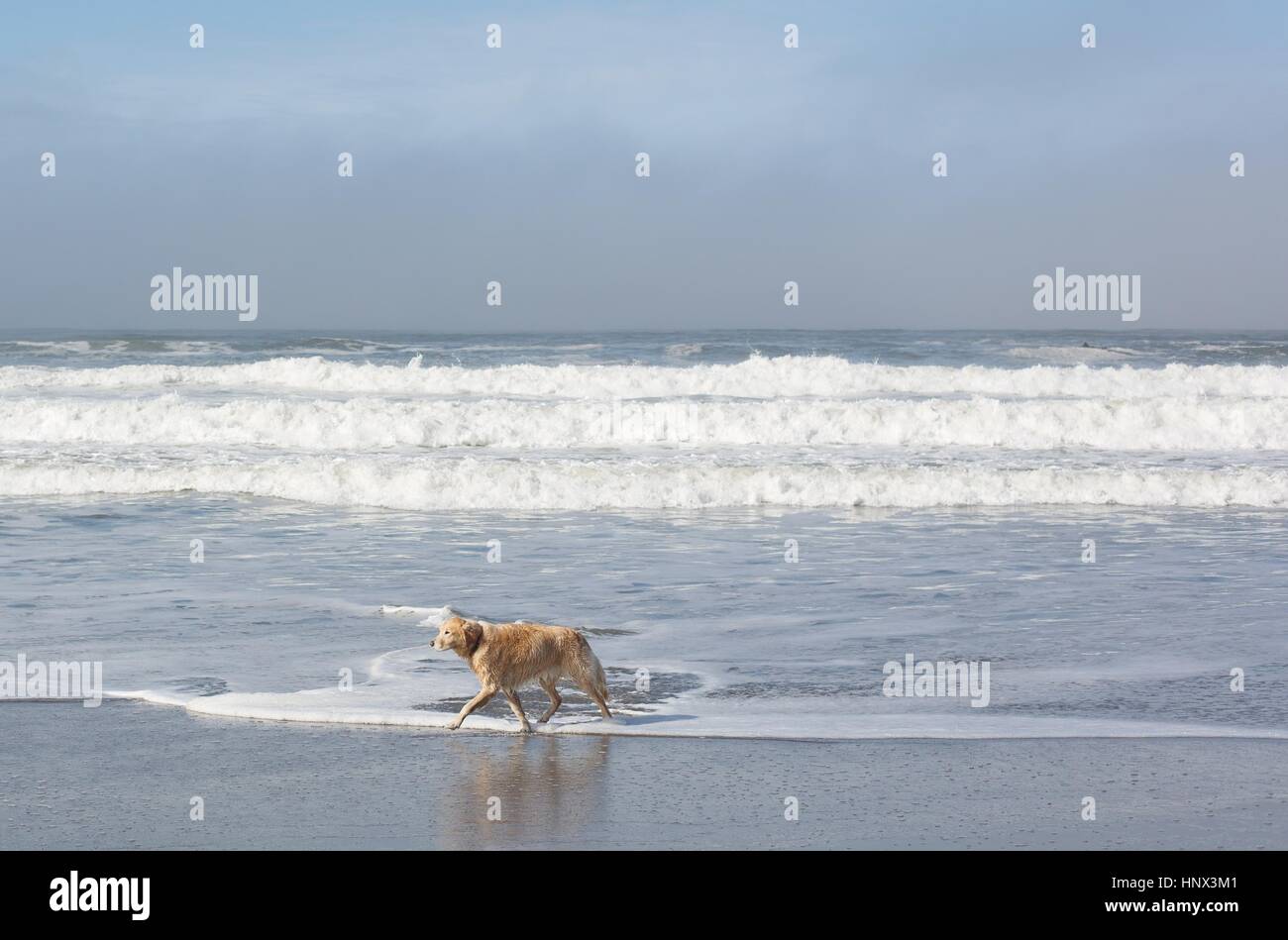Un chien sur une plage dans le nord de la Californie, USA. Banque D'Images