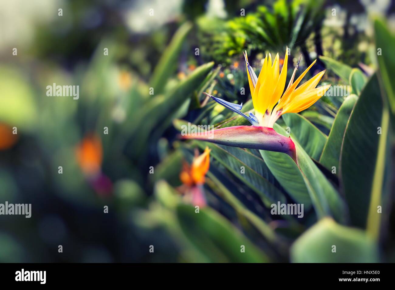 Strelitzia reginae, un oiseau de paradis Banque D'Images