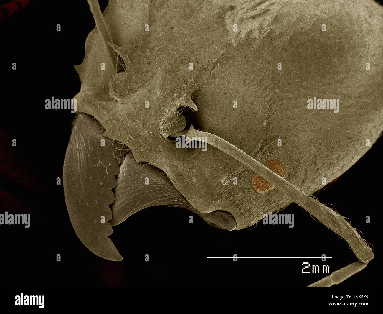 Micrographie électronique à balayage de la tête d'une armée de travailleurs ant (Hymenoptera : Formicidae) Banque D'Images