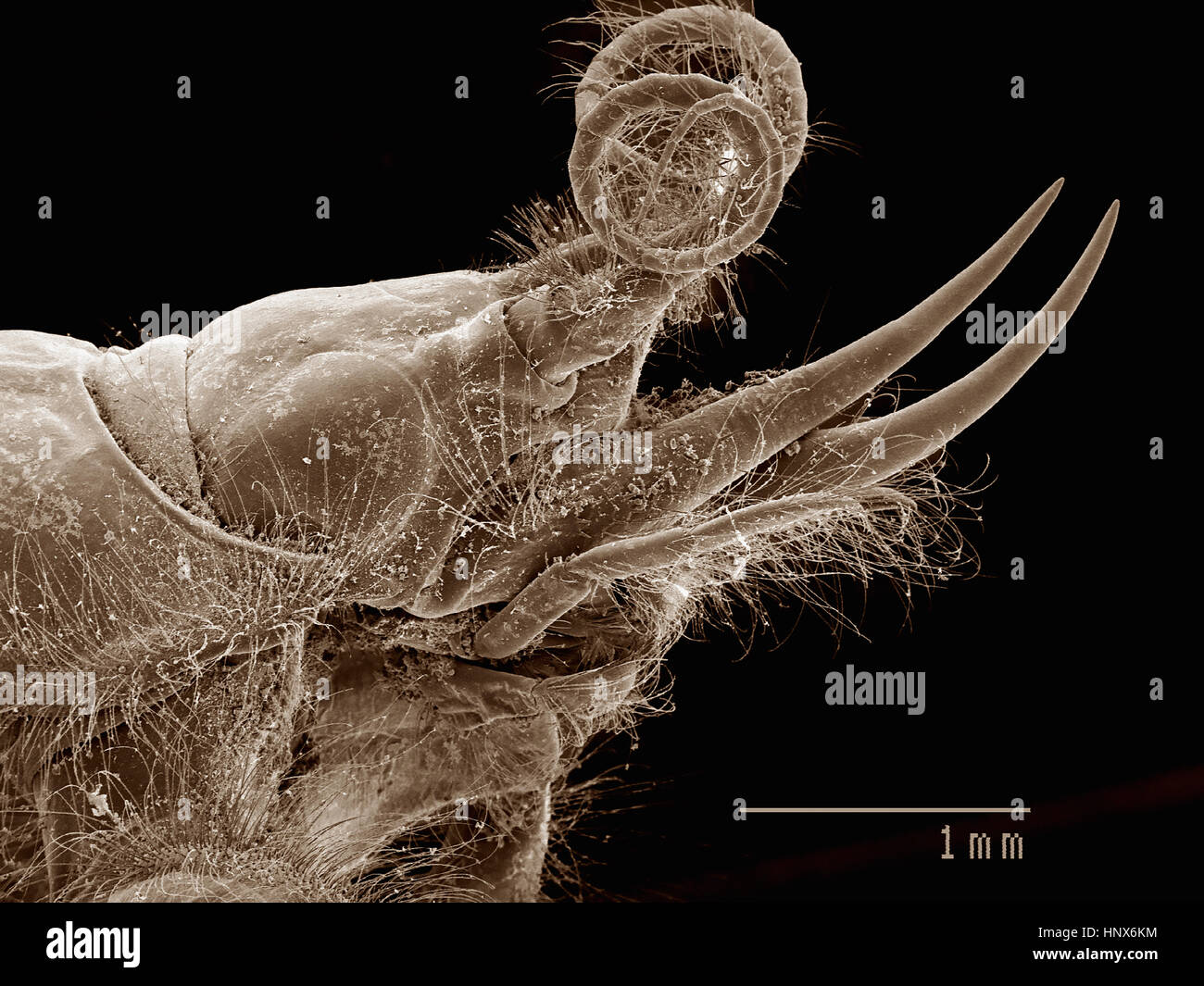 Micrographie électronique à balayage de la tête d'une nymphe d'éphémère (Ephemeroptera : Ephemeridae) Banque D'Images