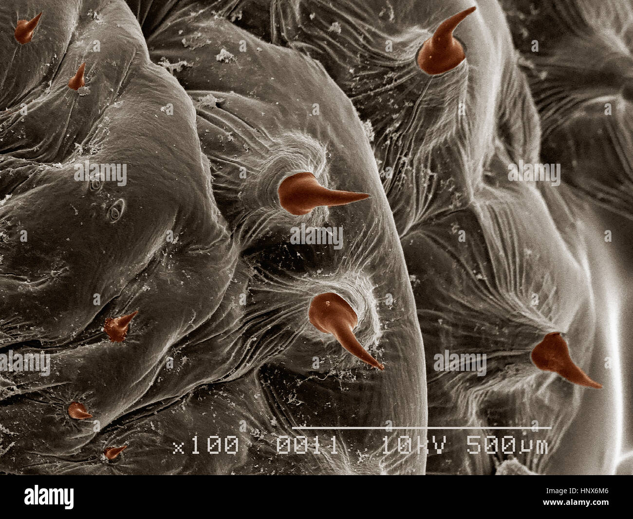 Micrographie électronique à balayage d'un bot fly (Diptera : Dermatobia sp.) Banque D'Images
