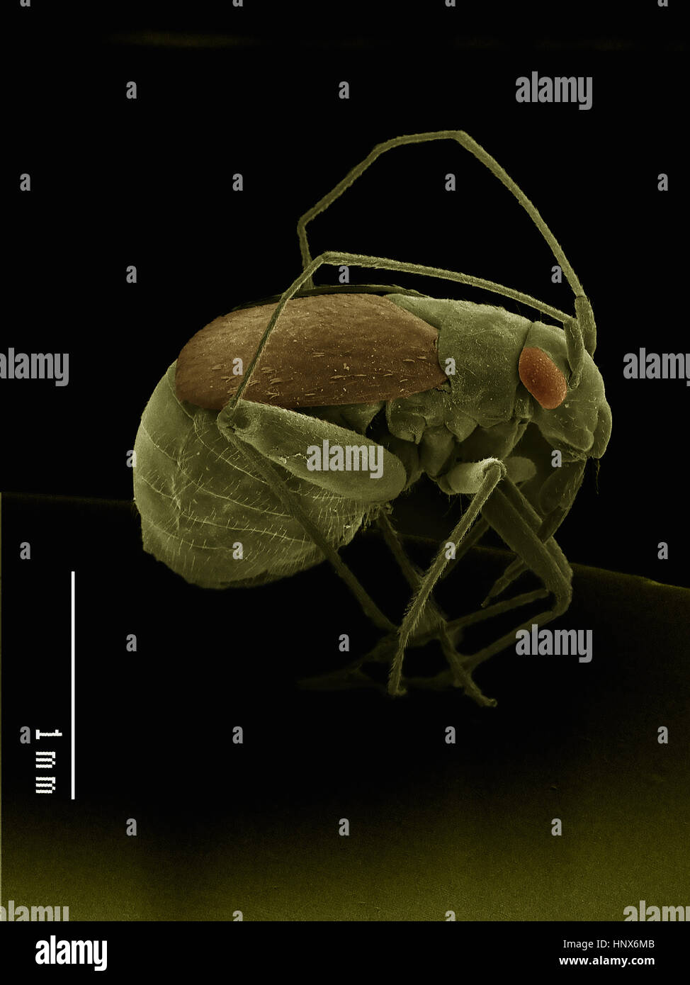 Micrographie électronique à balayage d'un vrai bug (Hemiptera) Banque D'Images