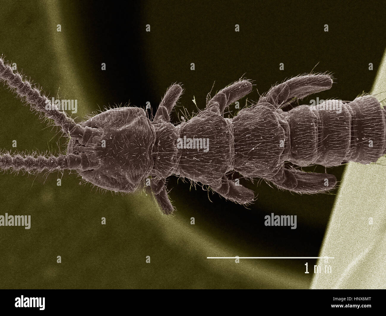 Micrographie électronique à balayage d'un Japygidae Banque D'Images