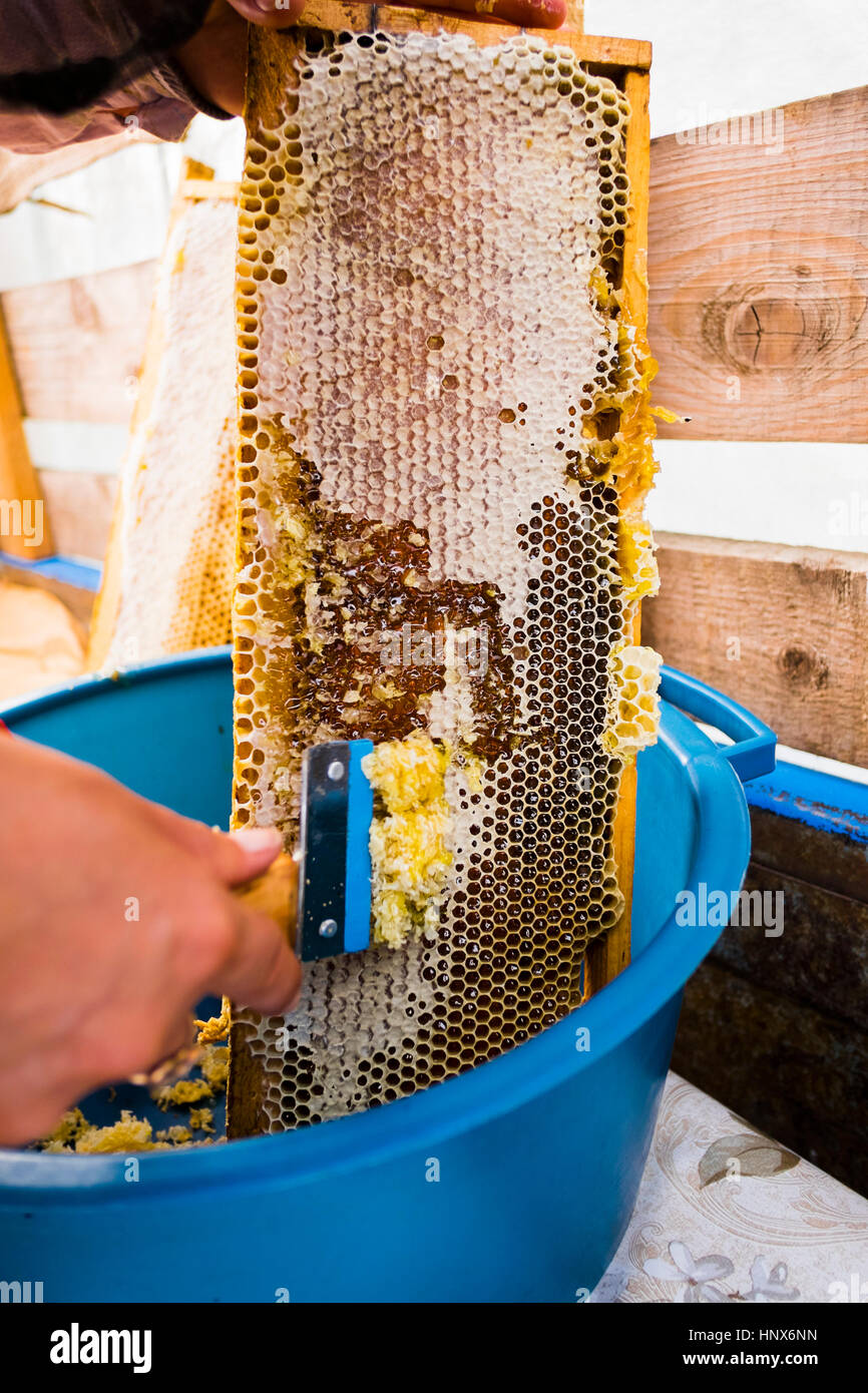 Close up of female apiculteur miel miel de raclage Banque D'Images