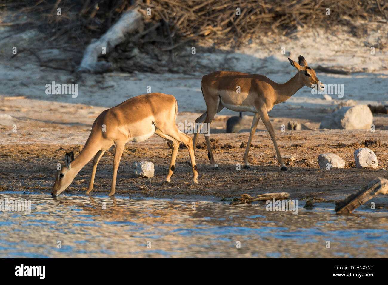 Deux l'Impala (Aepyceros melampus) boire dans la rivière, Savuti marsh, Chobe National Park, Botswana Banque D'Images