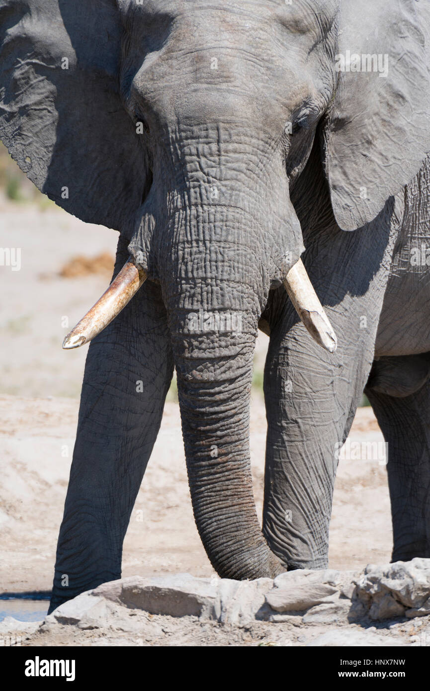 L'éléphant africain (Loxodonta africana), Savuti marsh, Chobe National Park, Botswana Banque D'Images