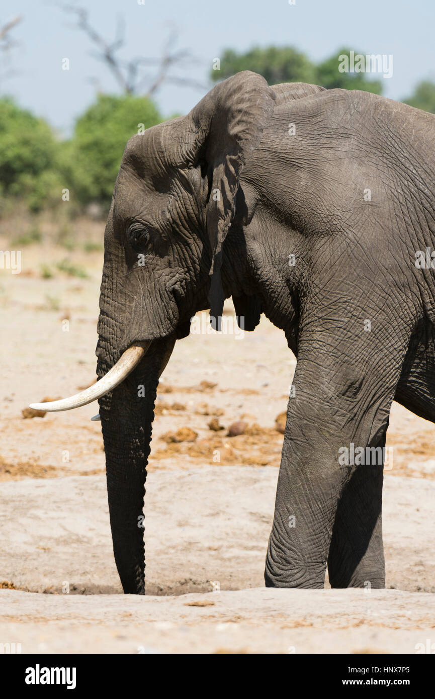Vue de côté de l'éléphant africain (Loxodonta africana), Savuti marsh, Chobe National Park, Botswana Banque D'Images