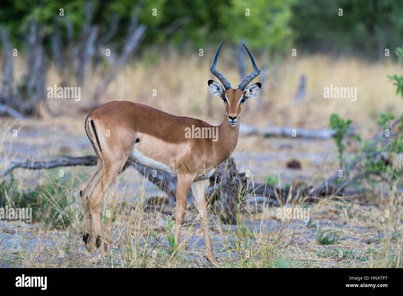 Portrait d'un impala (Aepycerus malempus), Savuti marsh, Chobe National Park, Botswana Banque D'Images
