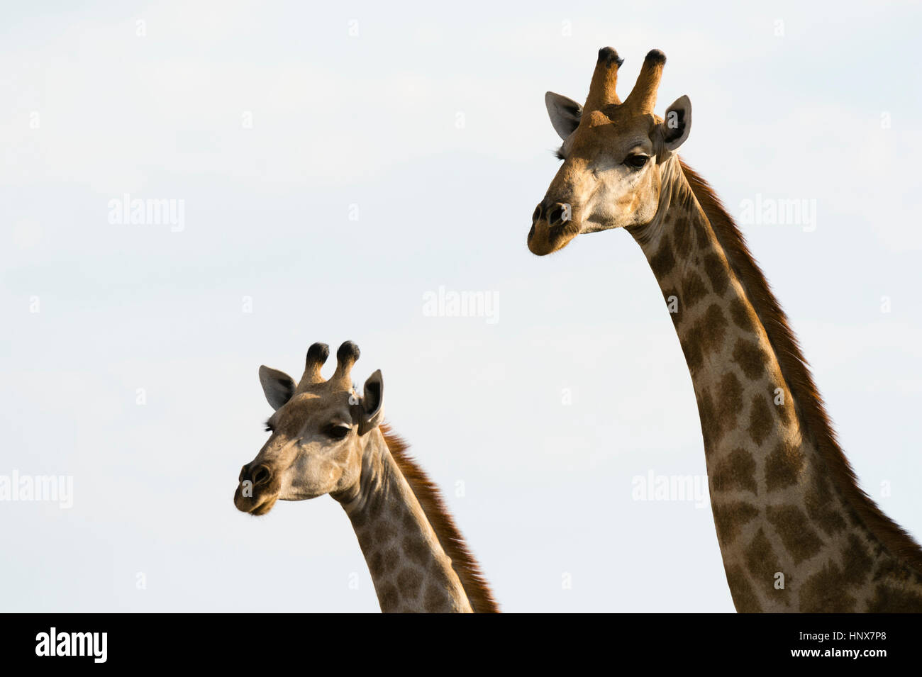 Deux girafes (Giraffa camelopardalis), Savuti marsh, Chobe National Park, Botswana Banque D'Images