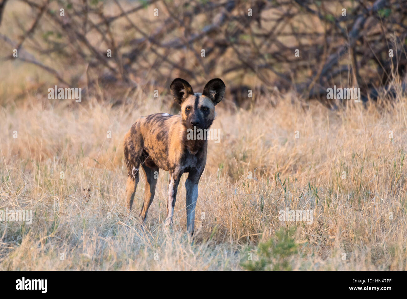 Portrait d'un chien sauvage d'Afrique (Lycaon pictus), Savuti marsh, Chobe National Park, Botswana Banque D'Images