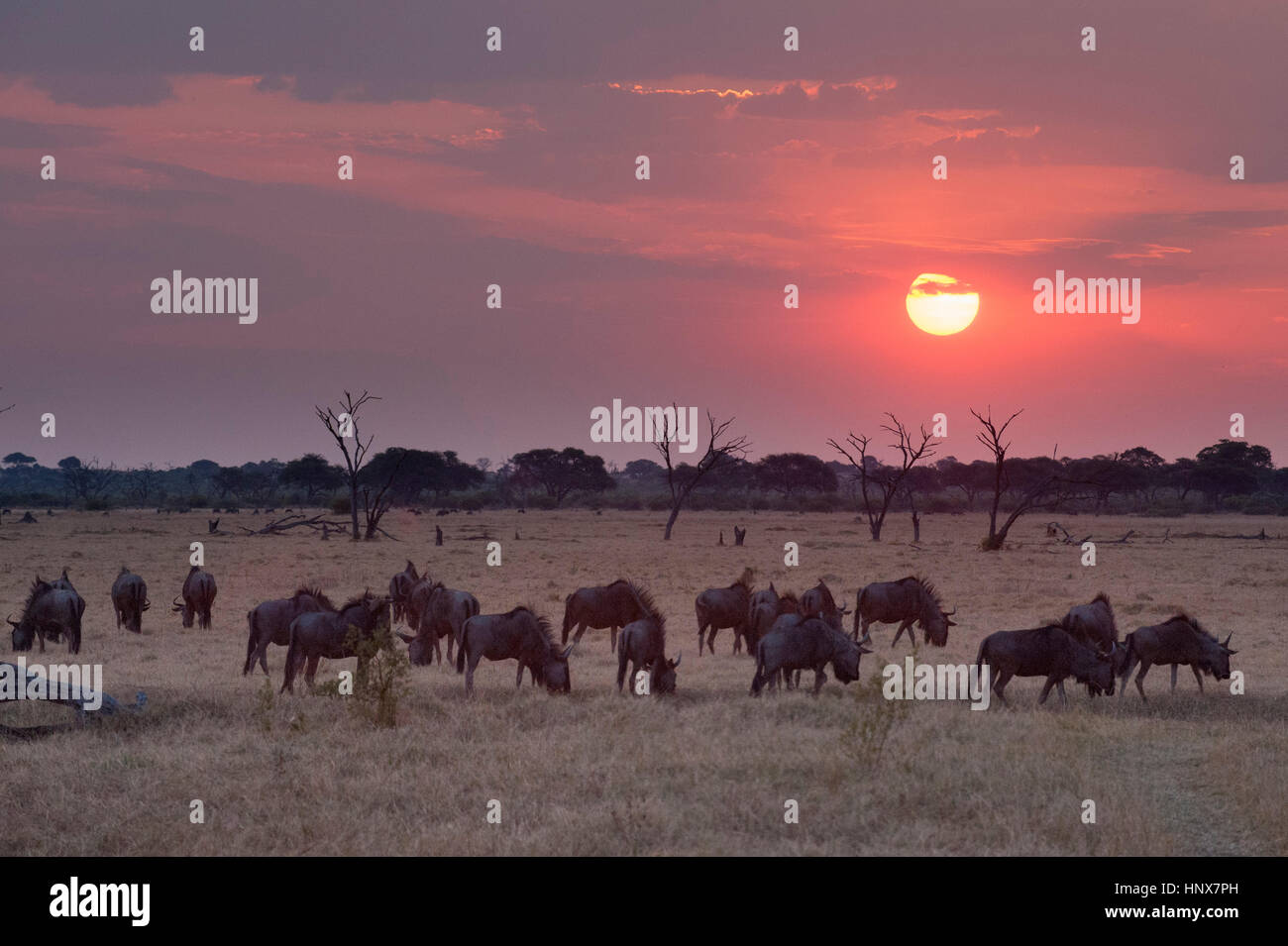 Coucher de soleil paysage avec troupeau de gnous pâturage ( Connochaetes taurinus) , Savuti marsh, Chobe National Park, Botswana Banque D'Images