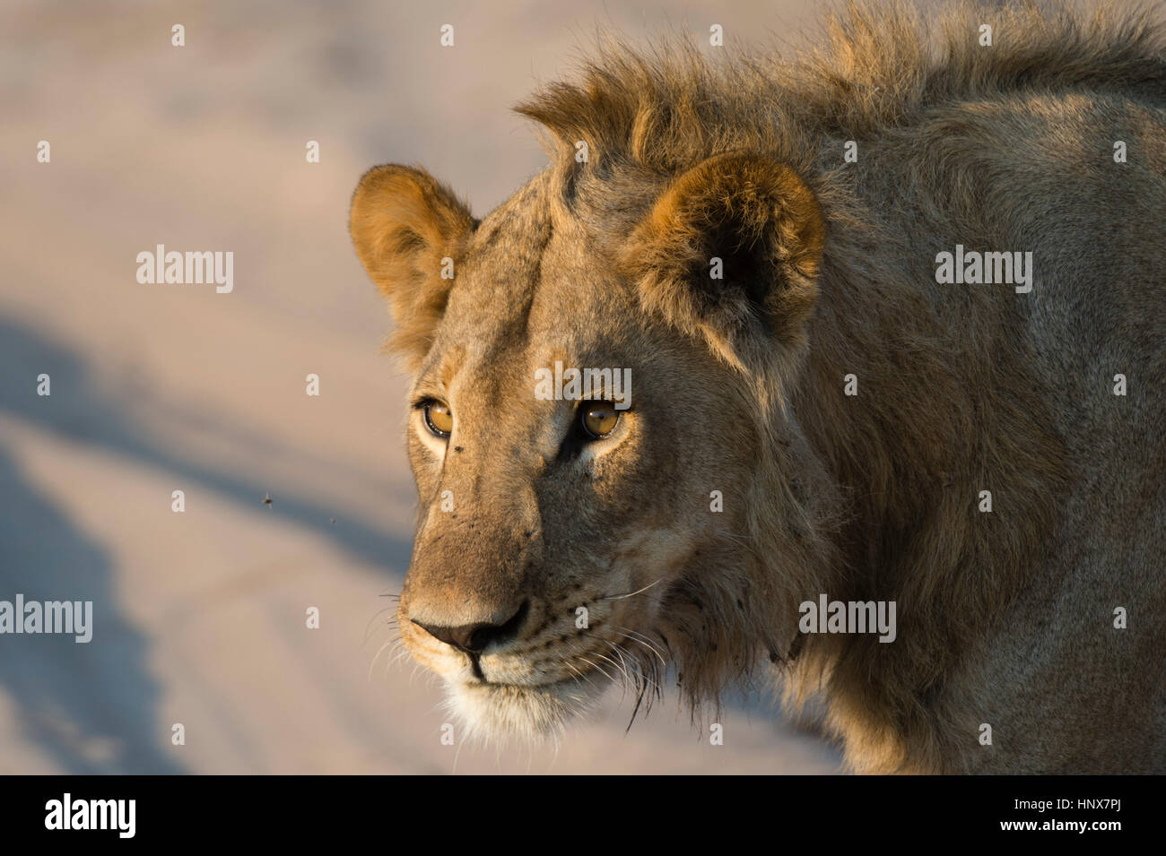 Lion (Panthera leo), Savuti marsh, Chobe National Park, Botswana Banque D'Images