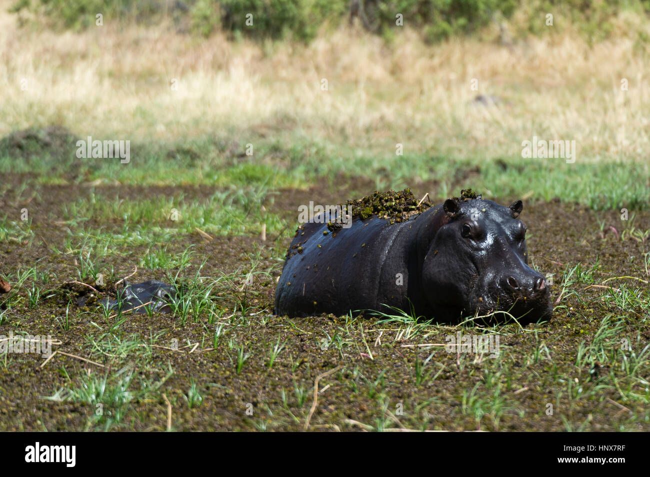 Hippopotame (Hippopotamus amphibius) se vautrer dans la boue profonde, concession Khwai, Okavango delta, Botswana Banque D'Images