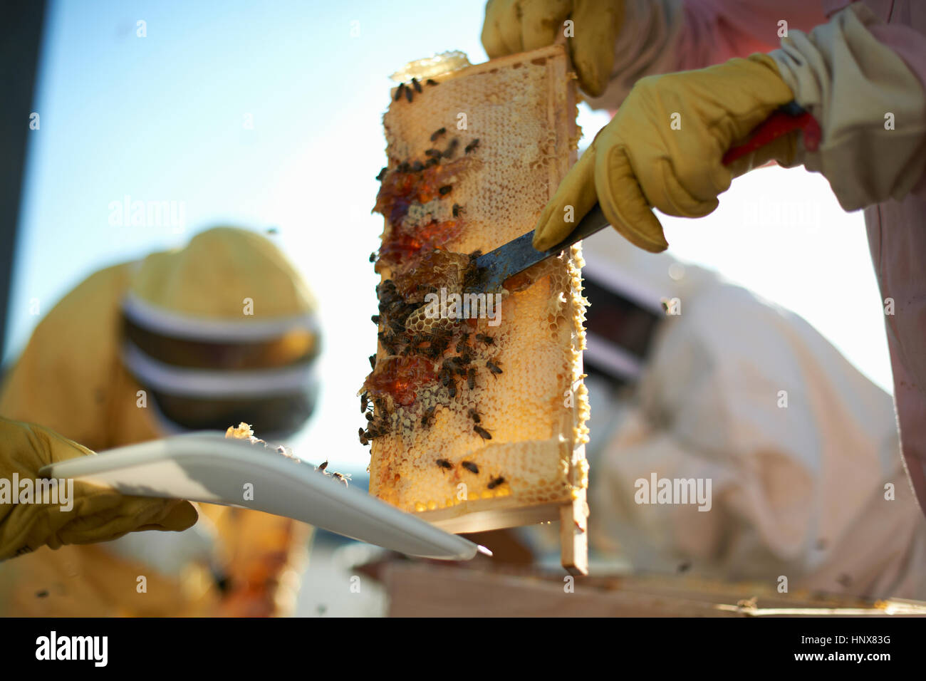 Les apiculteurs en nid d'éraflure sur le plateau sur le toit de la ville Banque D'Images