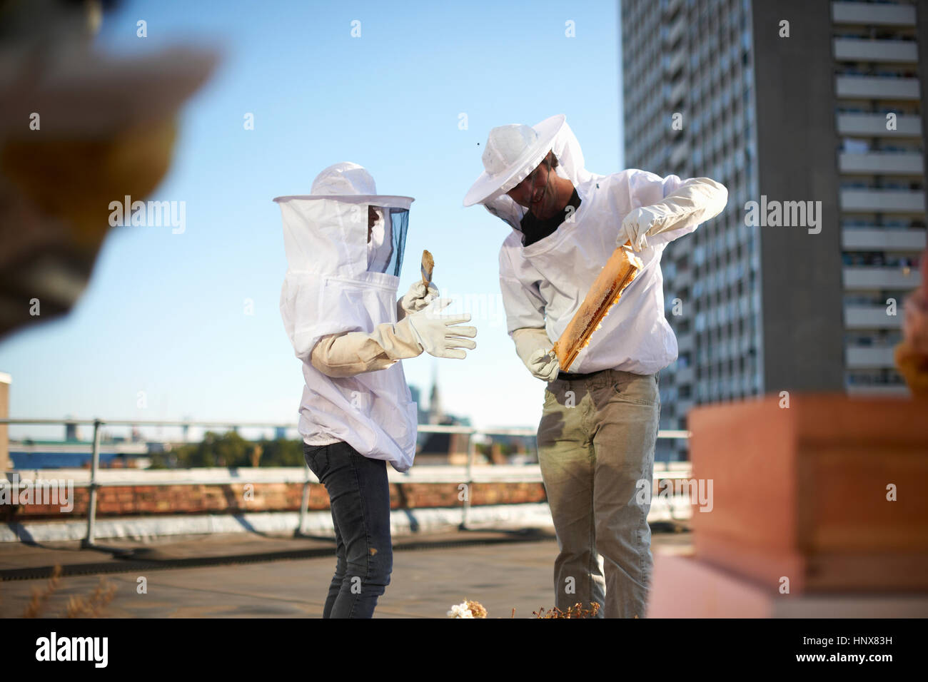 Nid d'apiculteurs discuter sur les toits de la ville Banque D'Images