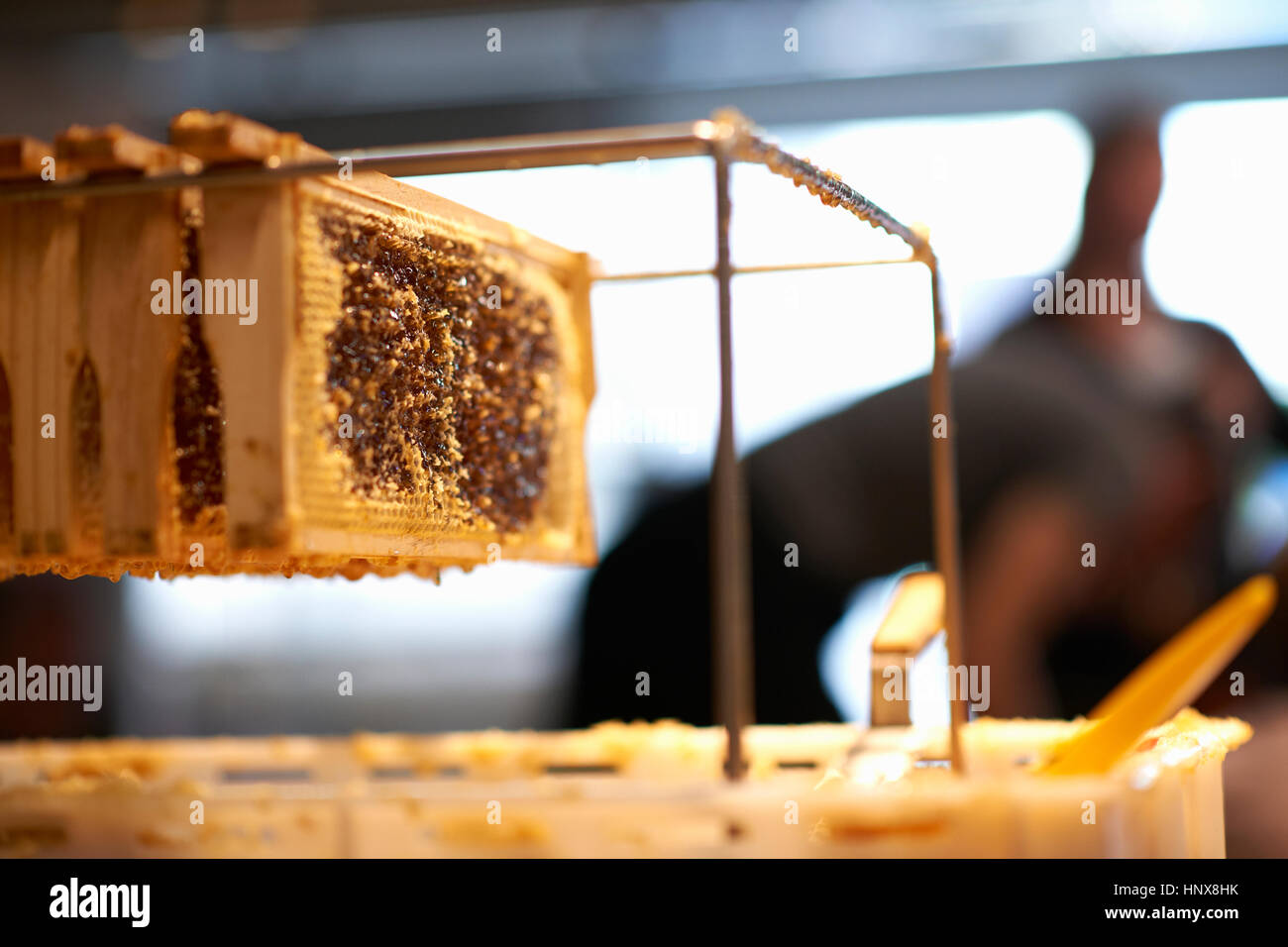 Fresh honeycomb dans le châssis sur banc shed Banque D'Images