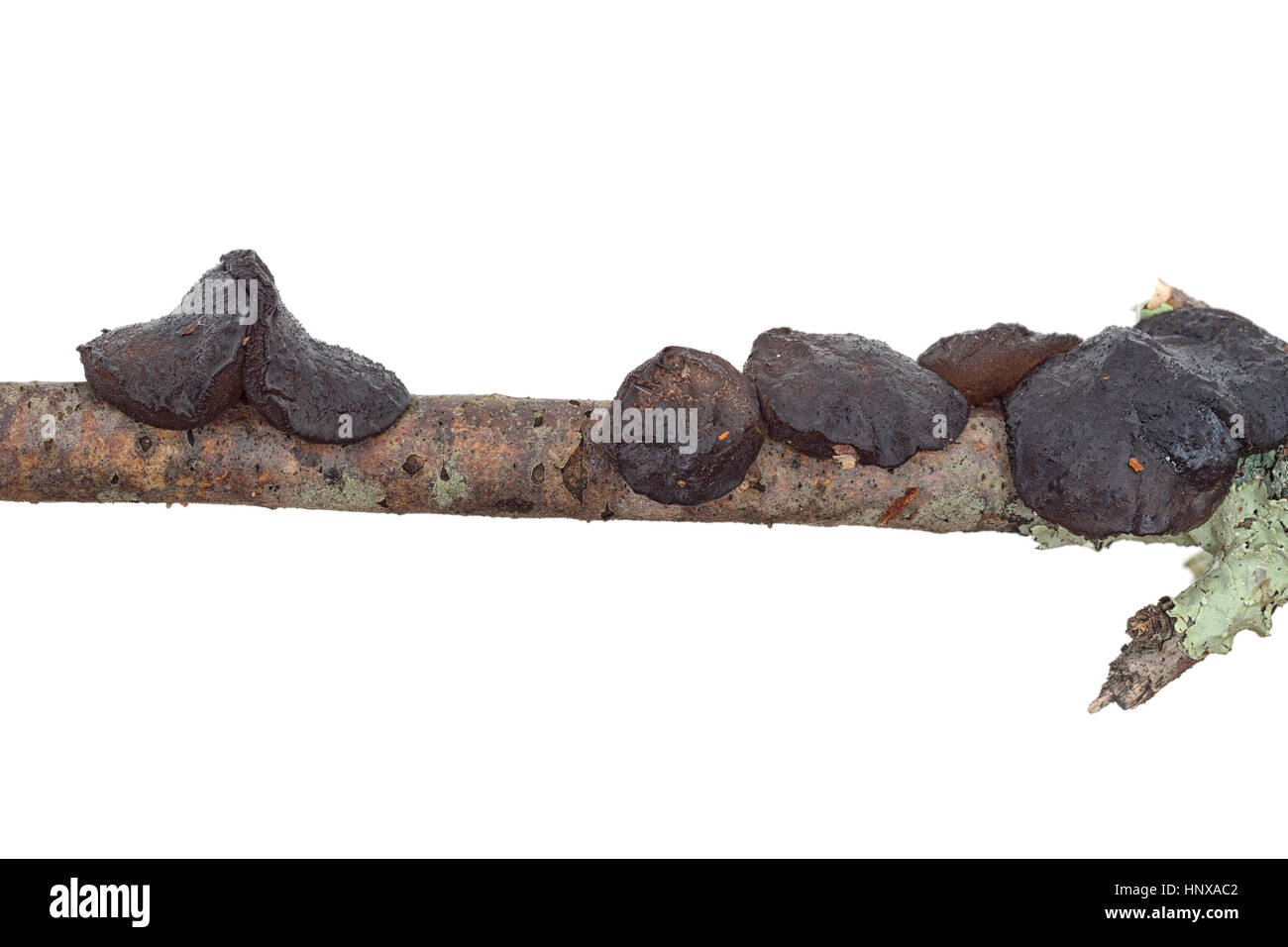 Champignon noir gélatineux détail. Auriculariceae. Exidia. galndulosa Banque D'Images