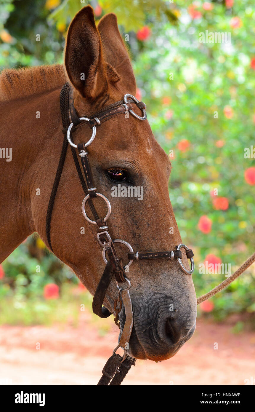 Cheval brun avec selle. Fermer sur la tête de l'animal. Banque D'Images