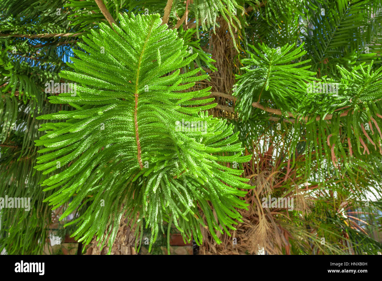 Close-up d'araucaria Banque D'Images