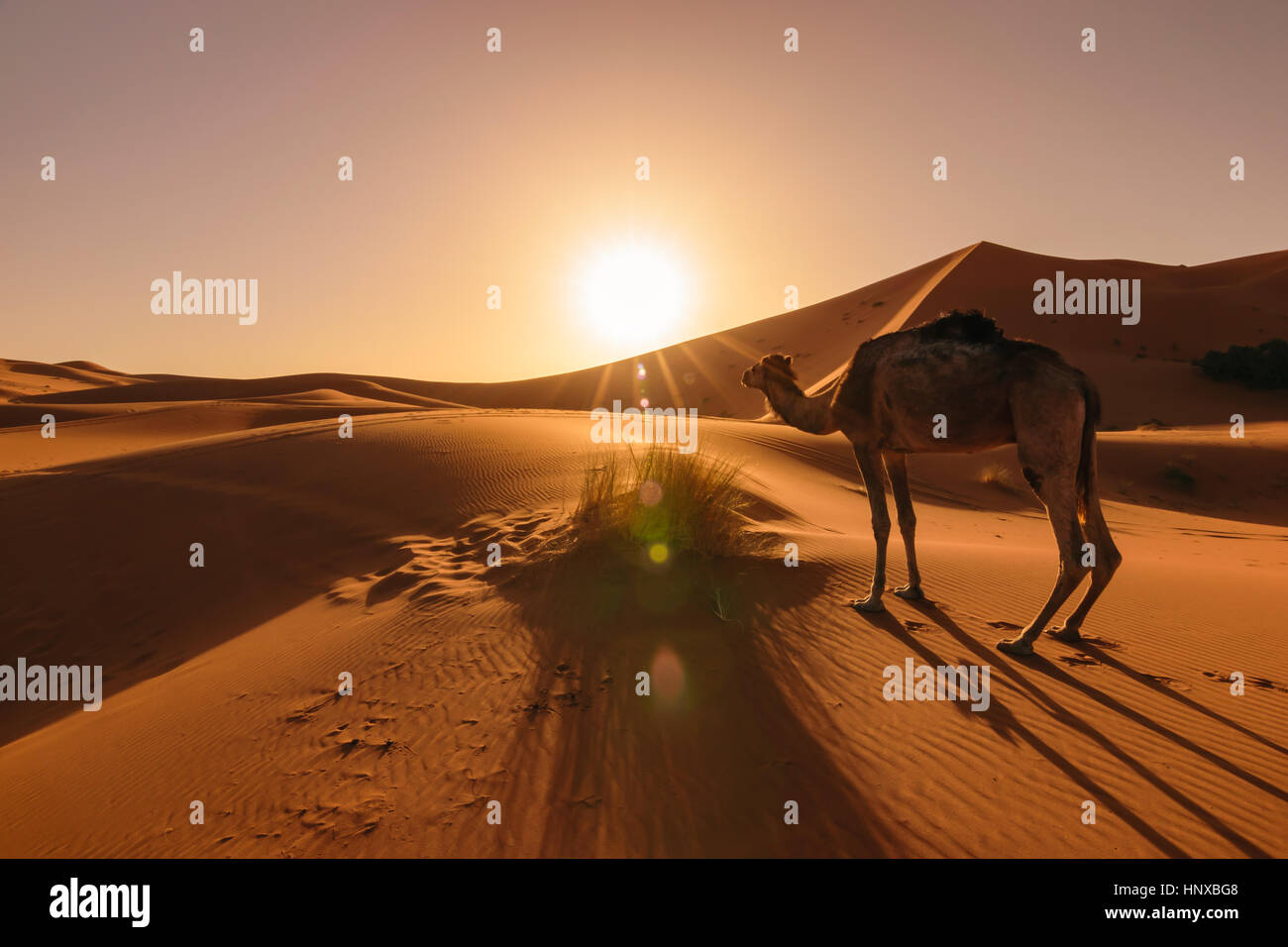 Mange de l'herbe chameau au lever du soleil, Erg Chebbi, Maroc Banque D'Images