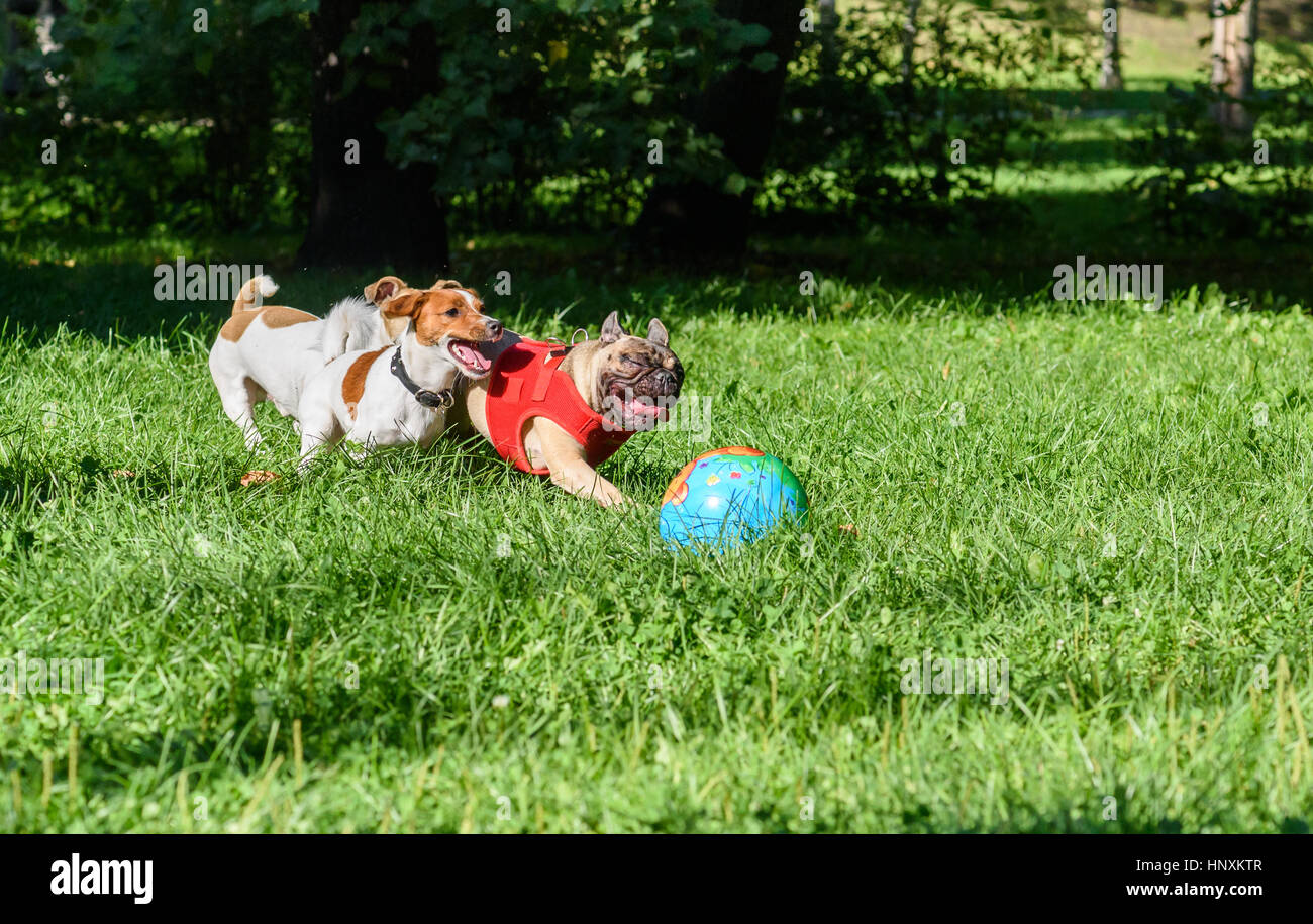 Pack de trois chiens jouant avec une balle à Park Lawn Banque D'Images