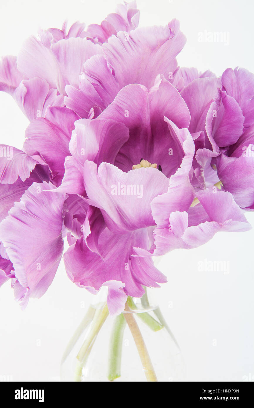 Bouquet de tulipes perroquet perroquet bleu', 'tulipa 'Blue Parrot' Banque D'Images