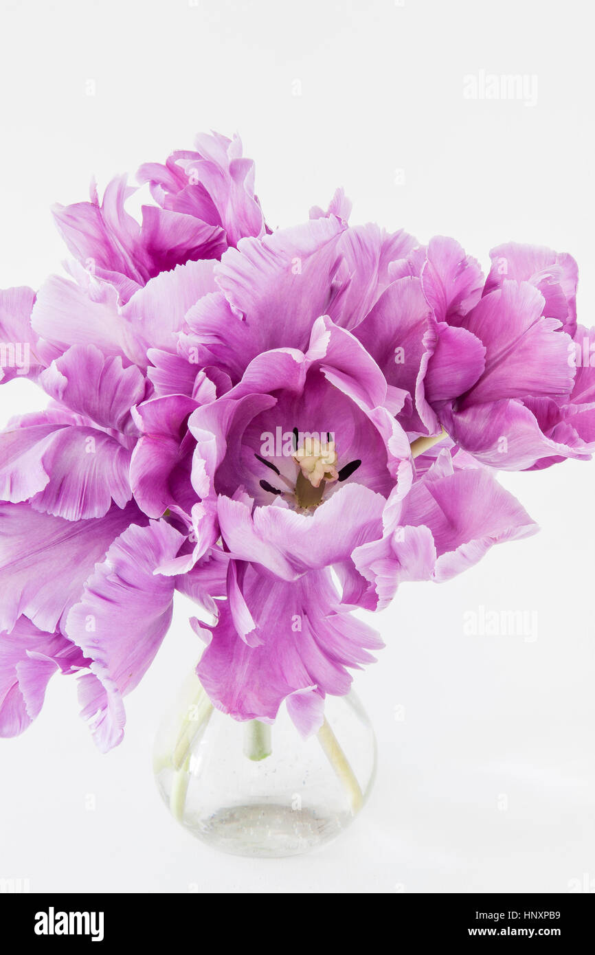 Bouquet de tulipes perroquet perroquet bleu', 'tulipa 'Blue Parrot' Banque D'Images