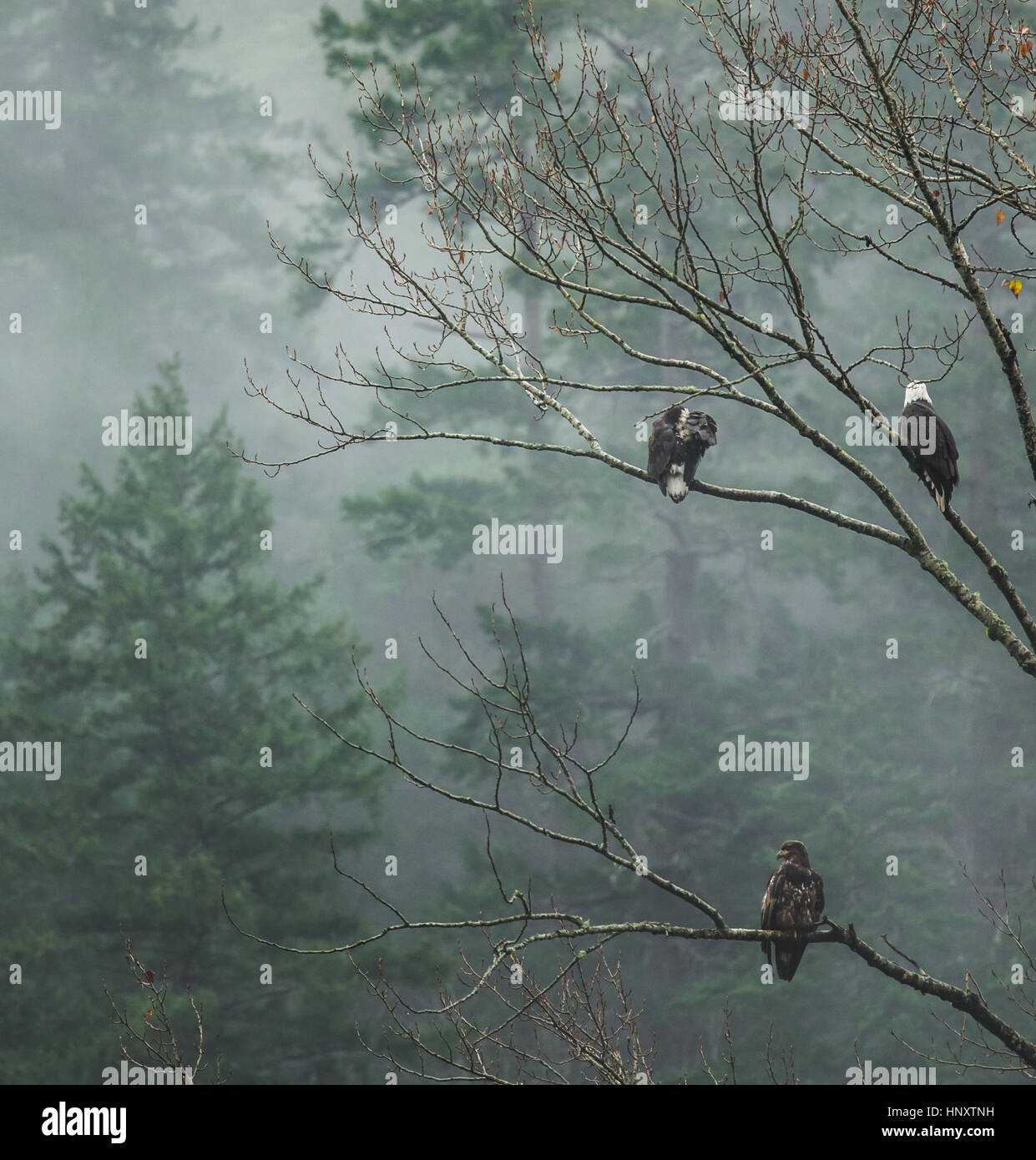 Plusieurs aigles perchés dans la luxuriante forêt tropicale brumeuse Banque D'Images