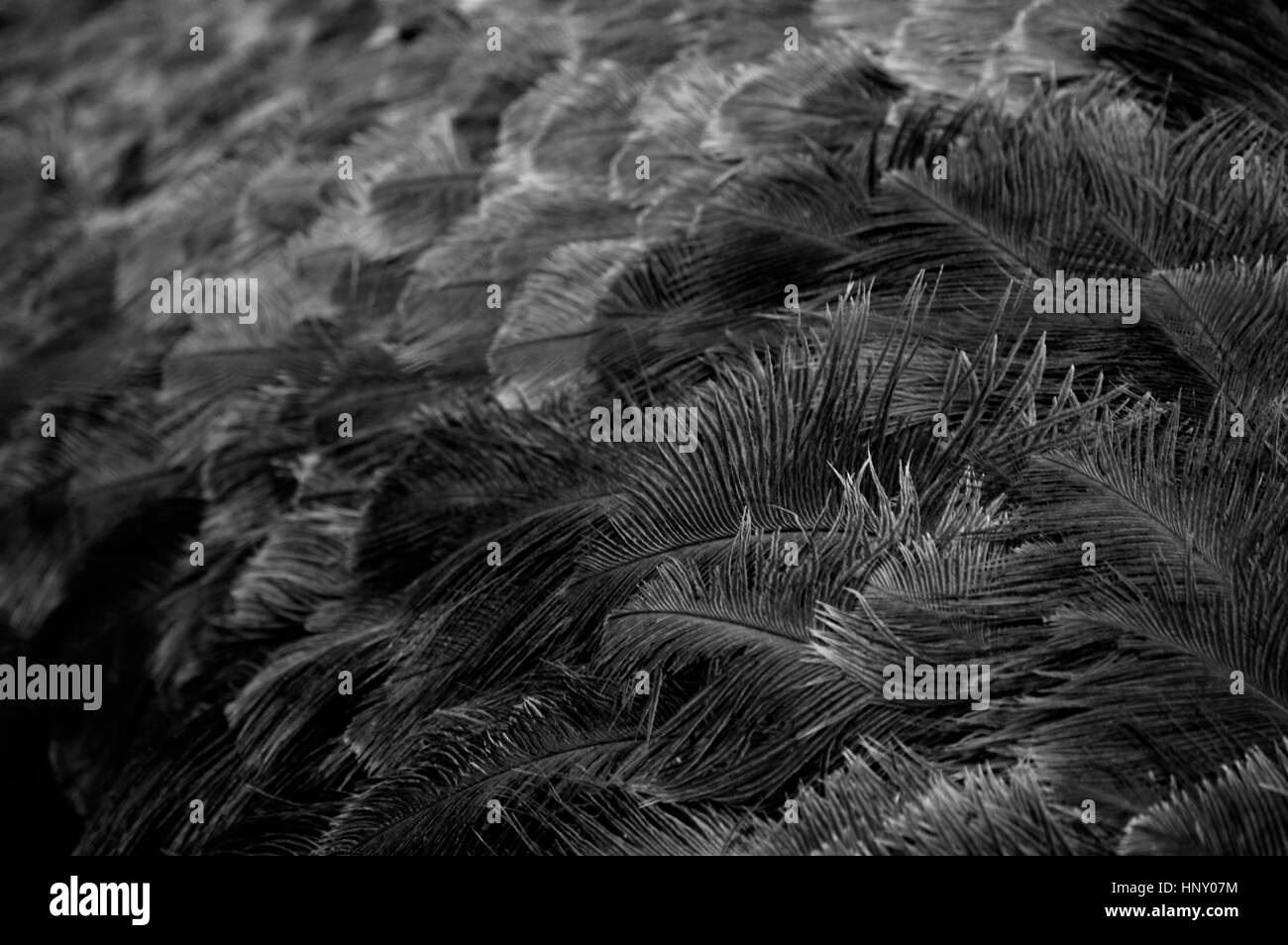 Close up de plumes d'autruche Banque D'Images