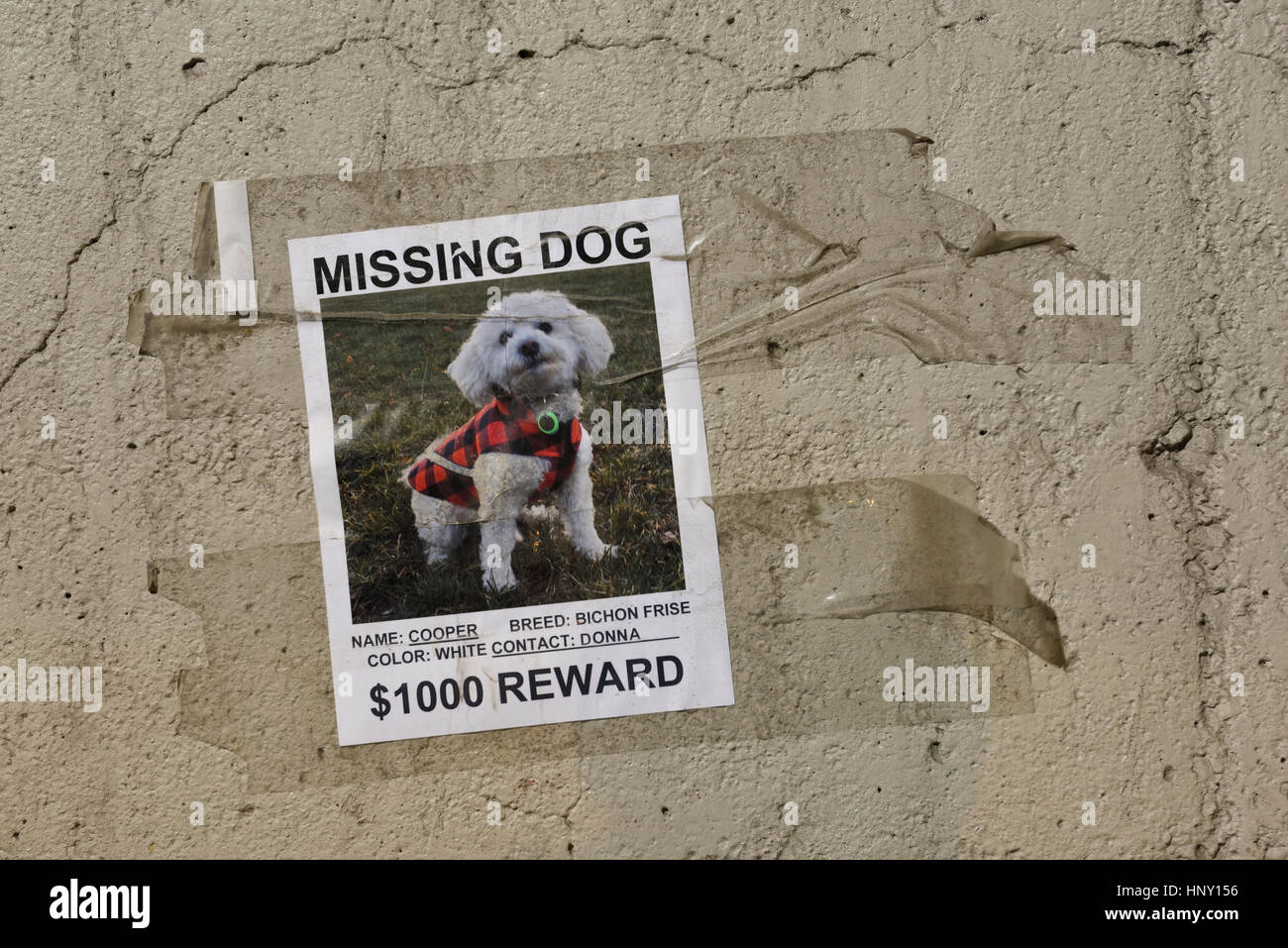 Poster collé sur un mur en béton pour un chien d'animal familier bien-aimé manque un Bichon Frise blanche avec offre de récompense de l'argent Banque D'Images