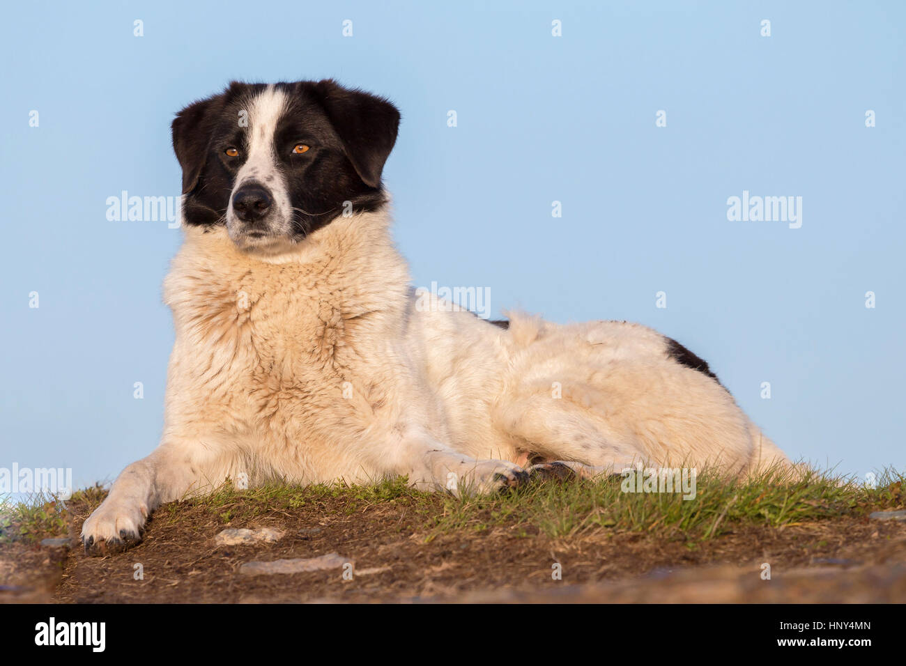 Chien Berger Des Carpates Roumaines Banque Dimages Photo