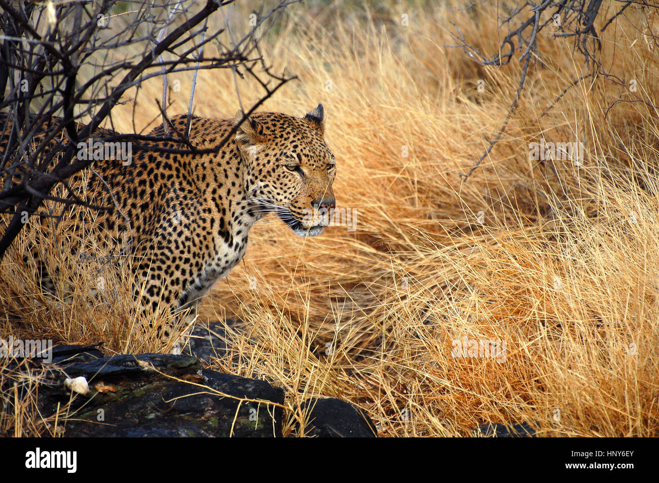 Leopard dans le magnifique Parc National d'Etosha en Namibie Banque D'Images