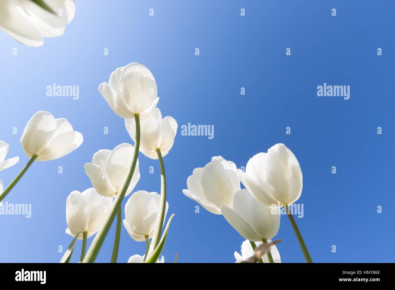 Beau bouquet de tulipes. tulipes colorées. tulipes au soleil du printemps dans le champ de tulipes. Banque D'Images