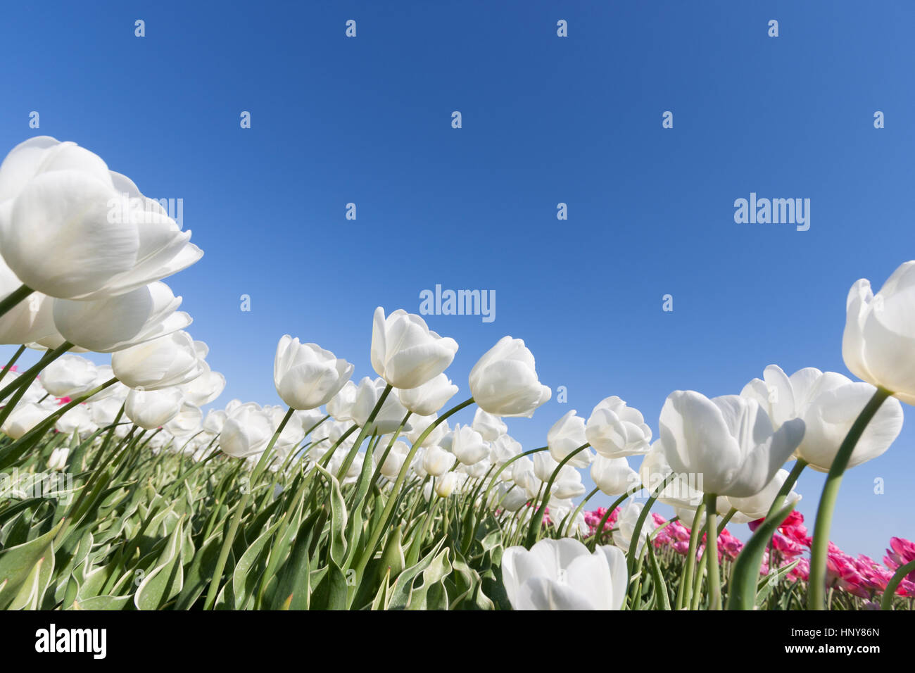Beau bouquet de tulipes. tulipes colorées. tulipes au soleil du printemps dans le champ de tulipes. Banque D'Images