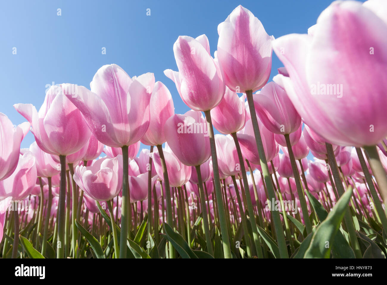 Beau bouquet de tulipes. tulipes colorées. tulipes au soleil du printemps dans le champ de tulipes. Banque D'Images