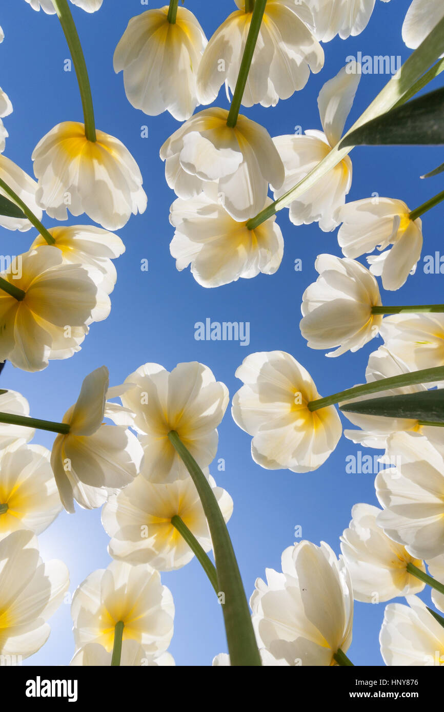 Beau bouquet de tulipes. tulipes colorées. tulipes au soleil du printemps dans le champ de tulipes. Banque D'Images