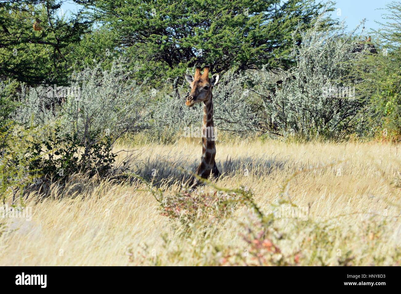 Assis dans la girafe Parc National d'Etosha en Namibie Banque D'Images