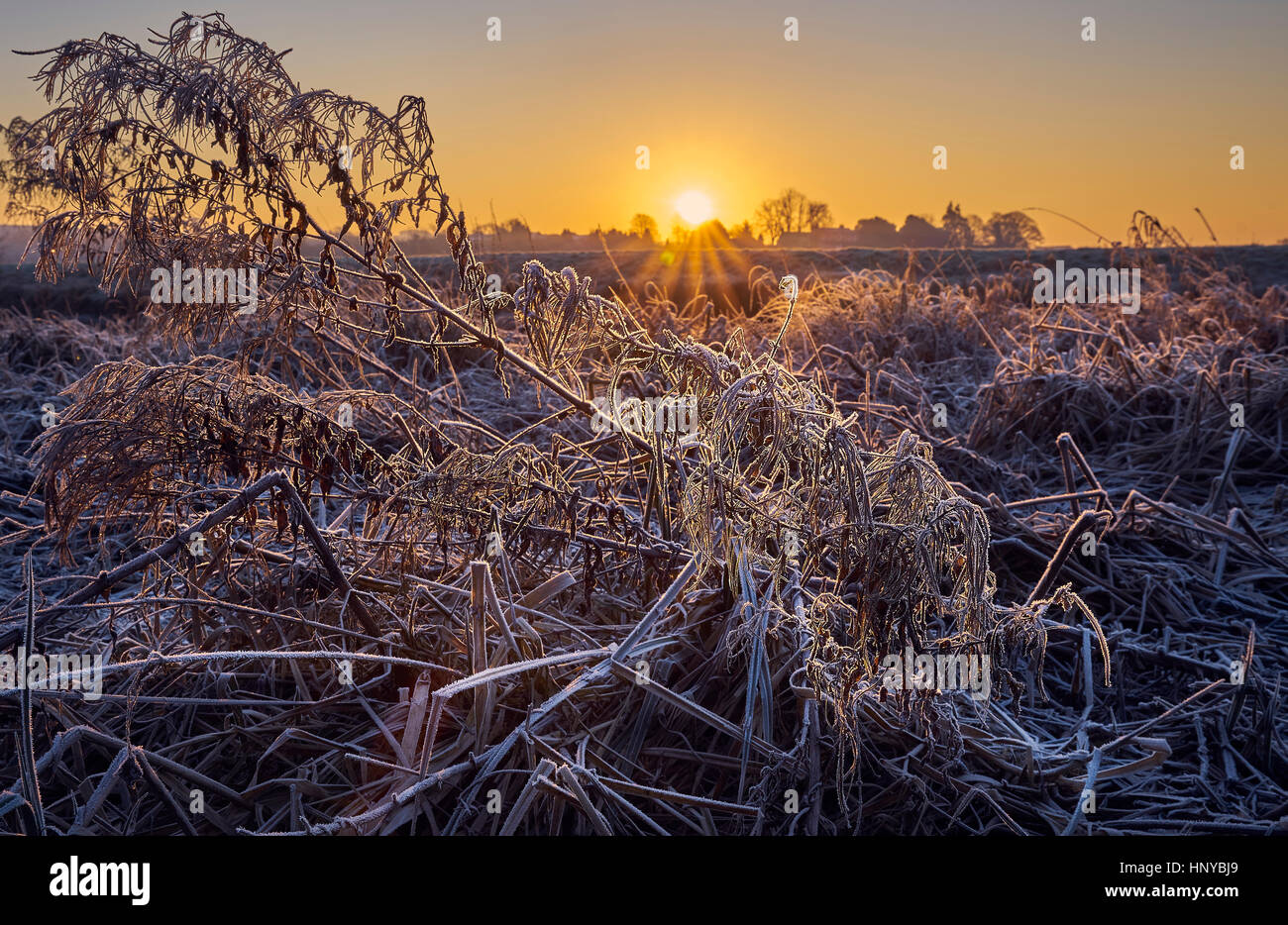 Lever de soleil sur un champ d'hiver dans le givre Banque D'Images