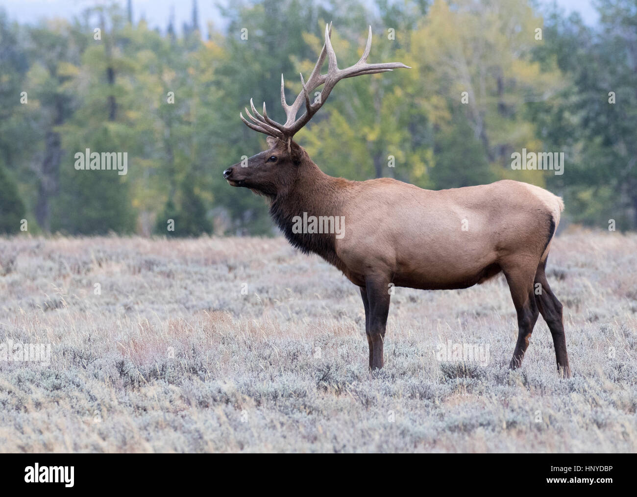 Premier âge bull elk profil dans l'armoise Banque D'Images