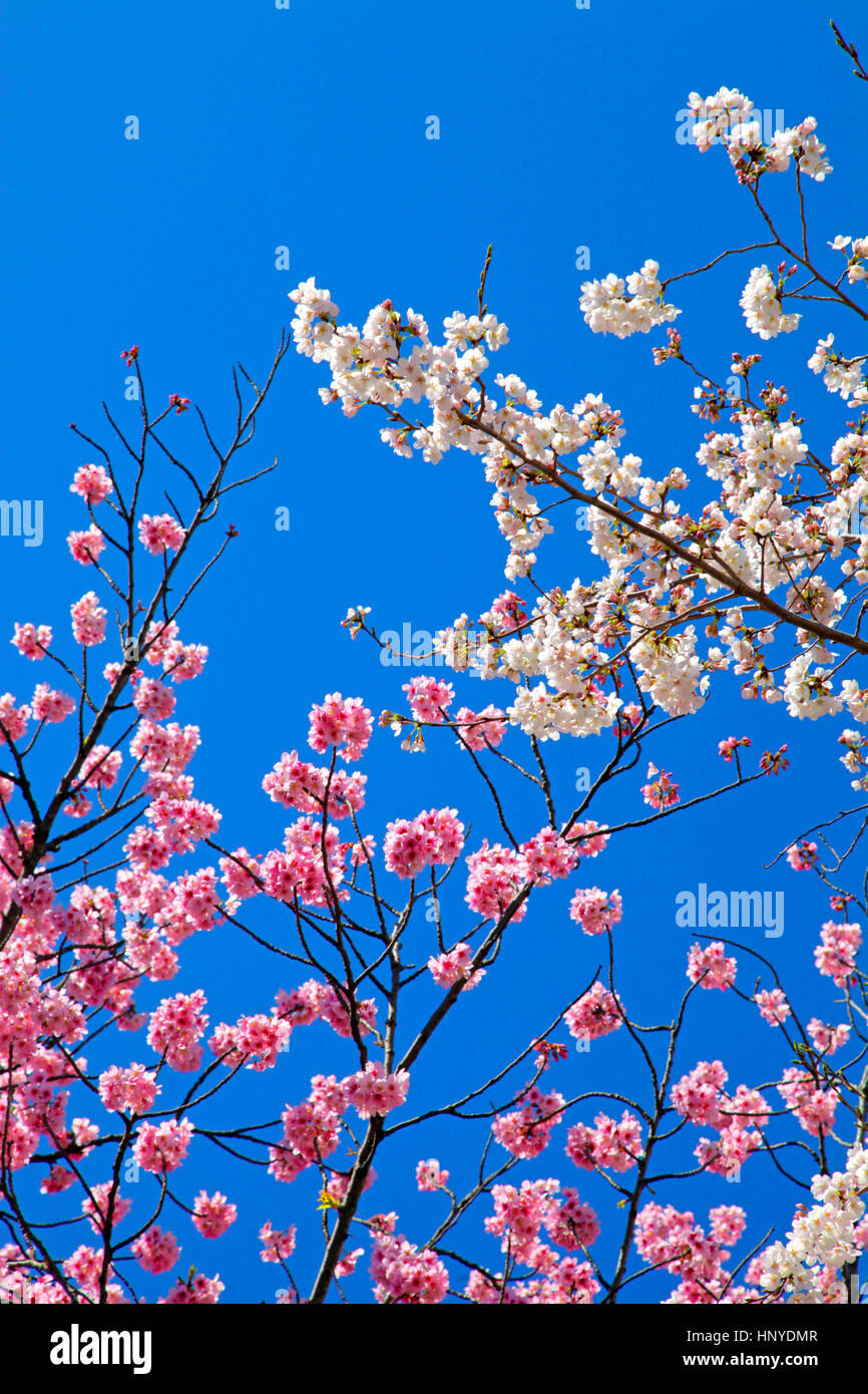Fleurs de cerisier et de ciel bleu Higashiyamato city Tokyo Japon Banque D'Images