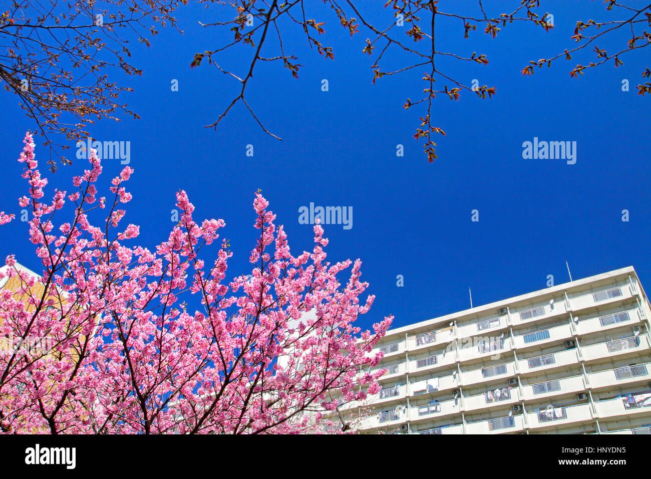 Fleurs de cerisier et de ciel bleu Higashiyamato city Tokyo Japon Banque D'Images