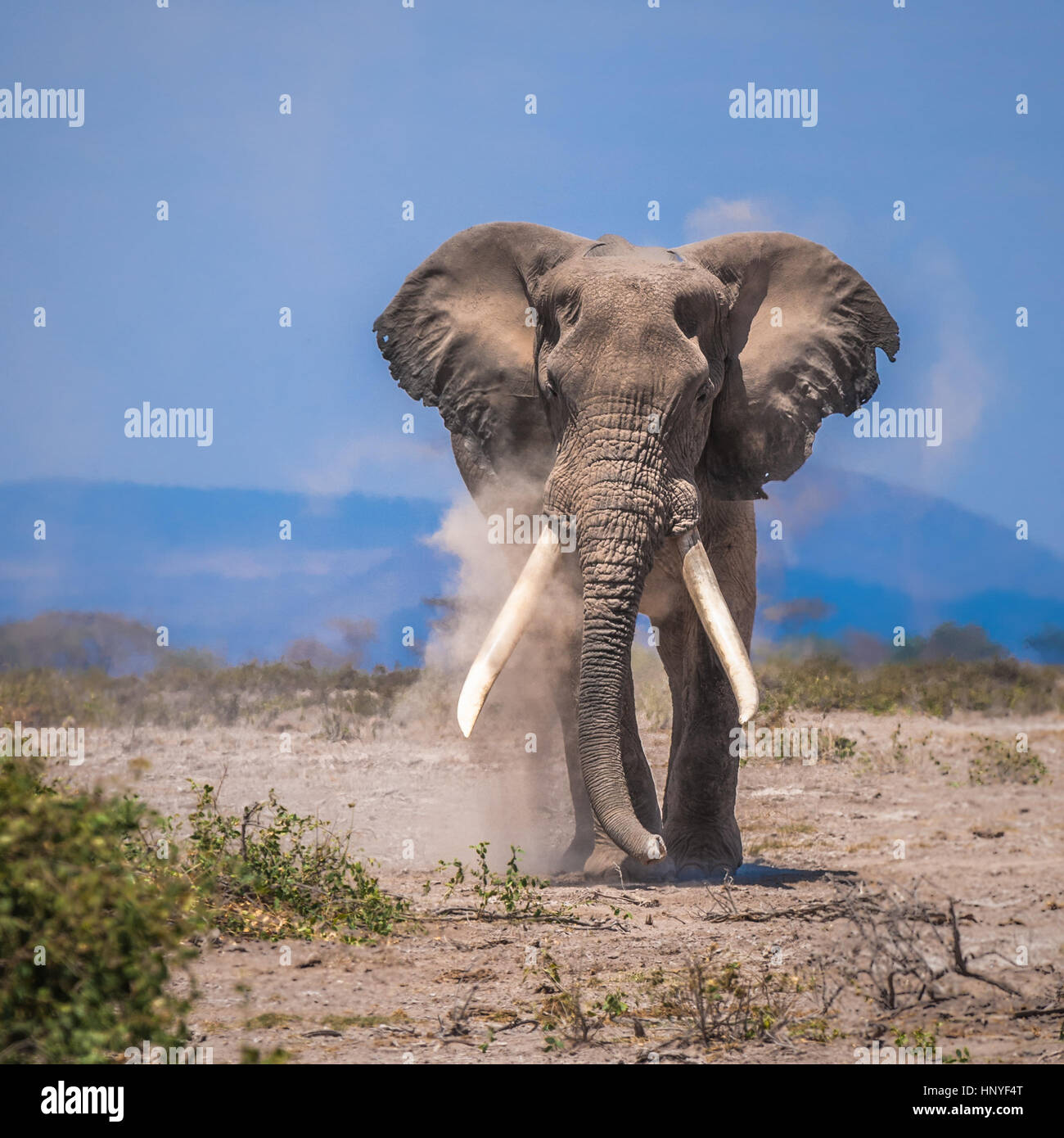 Vieux éléphant, parc national d'Amboseli, Kenya Banque D'Images