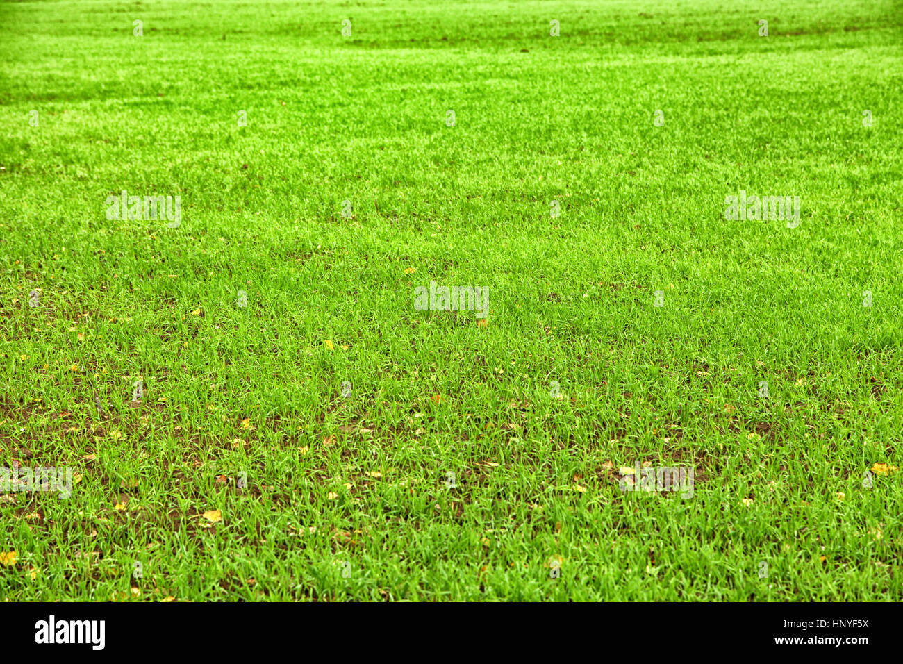 Kelly green lawn background Banque D'Images