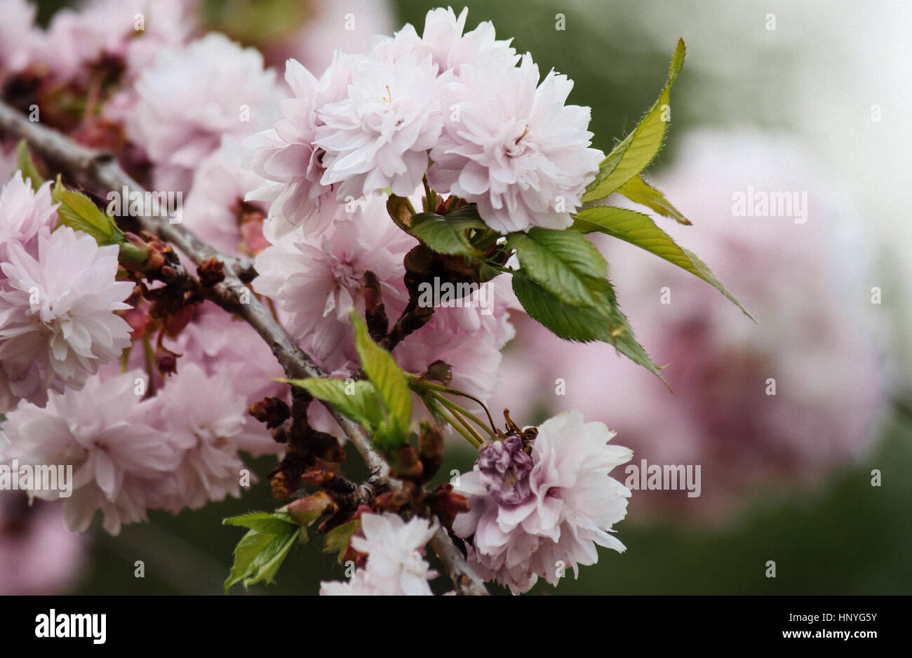 Fleur de cerisier rose doucement au printemps Banque D'Images