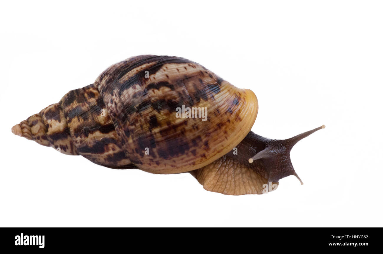 African snail Achatina dans une grande enveloppe brune sur un fond blanc Banque D'Images