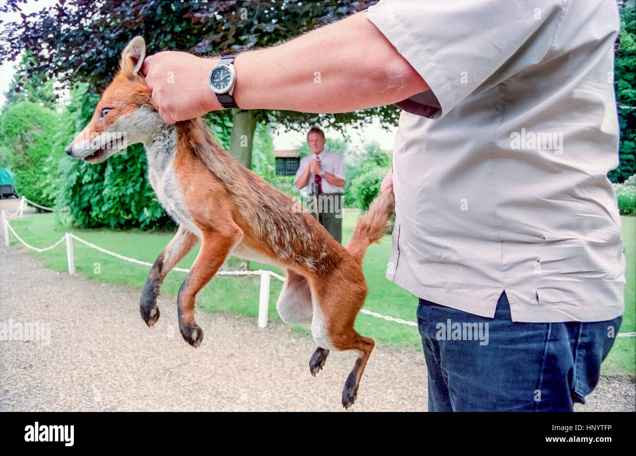 Bruce Lindsay-Smith, avant-plan, et Tony Harman, avec stick, ayant pris un renard dans le jardin. Banque D'Images