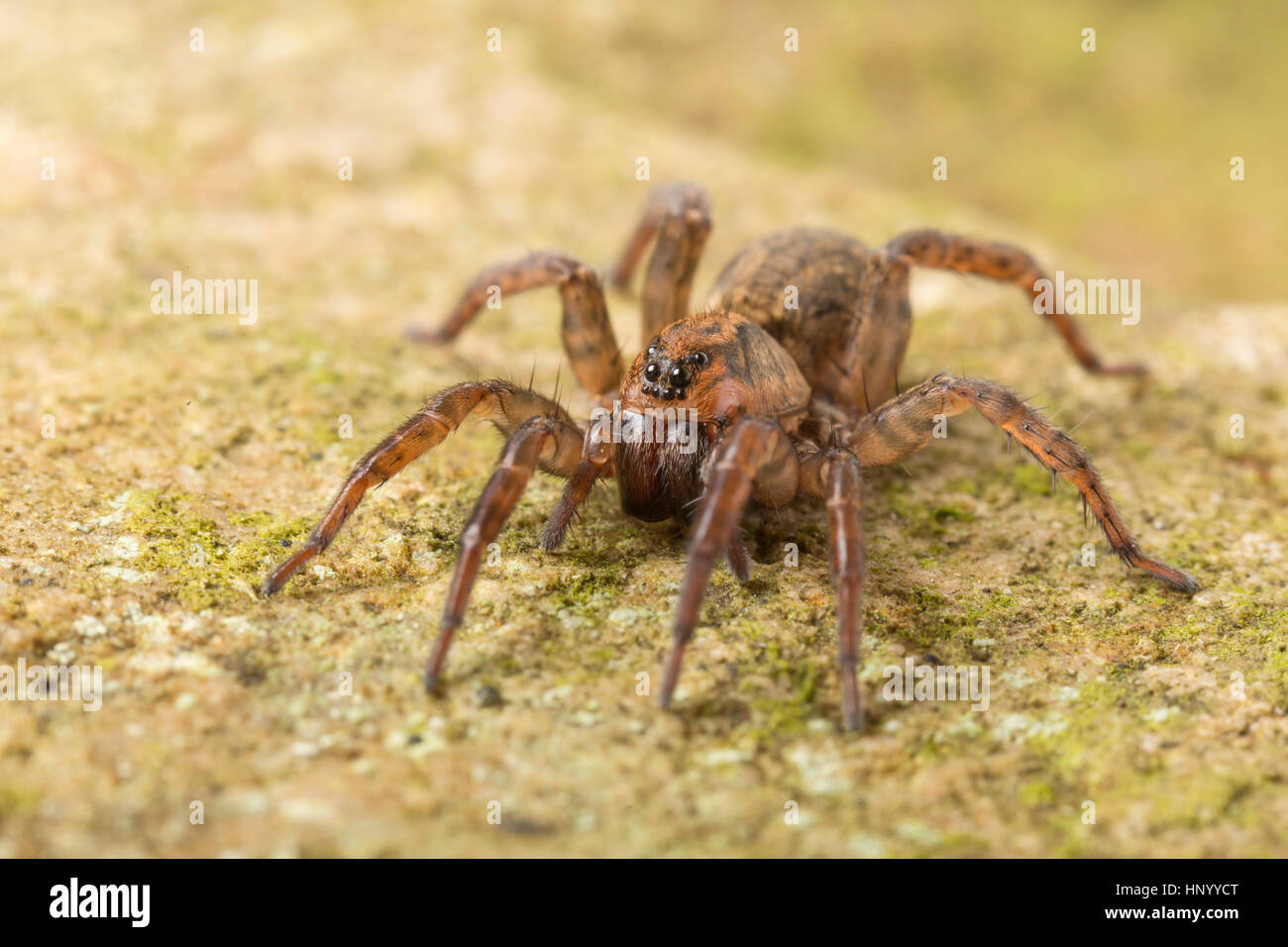 Araignée-Loup au sol, Trochosa terricola une espèce commune de la famille Lycosidae. Monmouthshire, UK Banque D'Images
