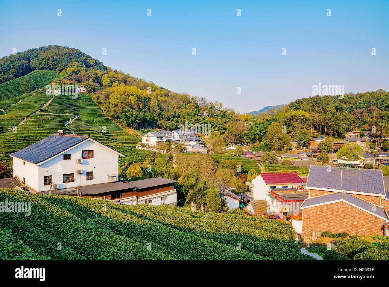 C'est thé Longjing village l'un des plus célèbres plantations de thé en Chine qui produit le thé vert Longjing Banque D'Images